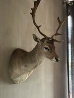 Damhert hert hertenkop opgezet dier taxidermie, Ophalen, Gebruikt, Hert, Opgezet dier