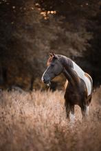 Verzorger / bijrijder gezocht, Dieren en Toebehoren, Paarden en Pony's | Overige Paardenspullen, Ophalen, Nieuw, Dressuur