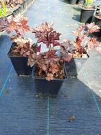 Heuchera ‘Palace Purple’ – sierlijke plant met paars blad, Ophalen, Bodembedekkers, Vaste plant, Halfschaduw
