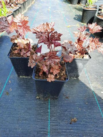Heuchera ‘Palace Purple’ – sierlijke plant met paars blad beschikbaar voor biedingen