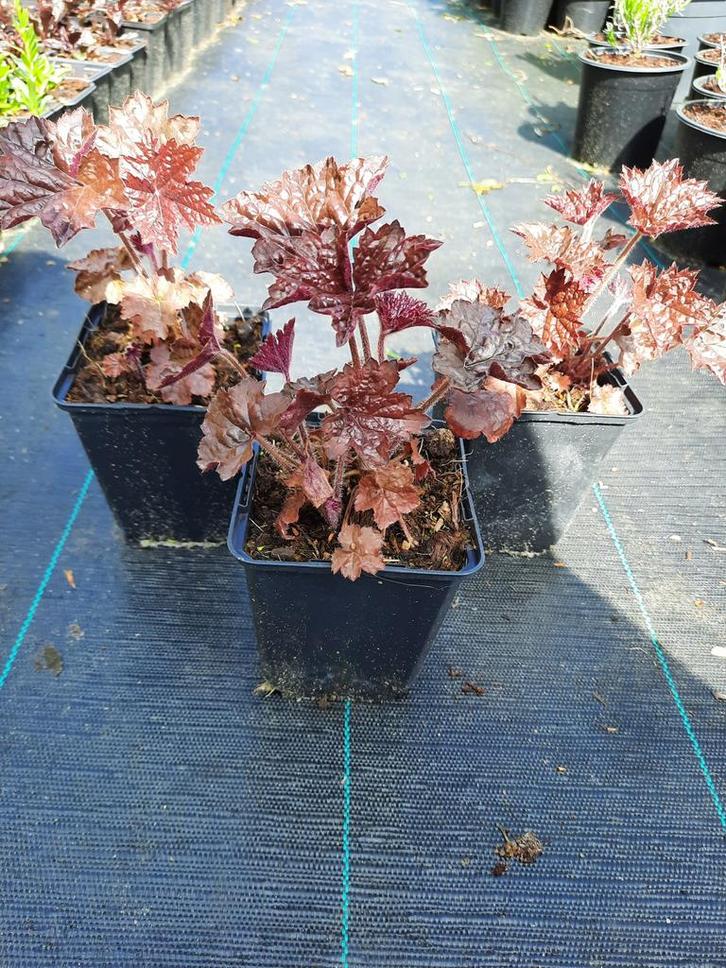 Heuchera ‘Palace Purple’ – sierlijke plant met paars blad, Tuin en Terras, Planten | Tuinplanten, Vaste plant, Bodembedekkers