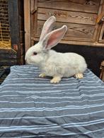 Super mooie en grote reus baby super tam, Dieren en Toebehoren, Konijnen, Mannelijk, Groot
