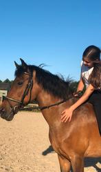 Verzorgster aangeboden/verzorg pony/paard gezocht!, Ophalen of Verzenden