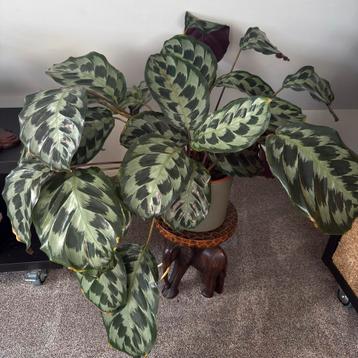 Calathea Makoyana (Pauwplant) met pot beschikbaar voor biedingen