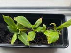 Stekje Musa (Bananenplant), Ophalen, Volle zon, Vaste plant, Bloeit niet