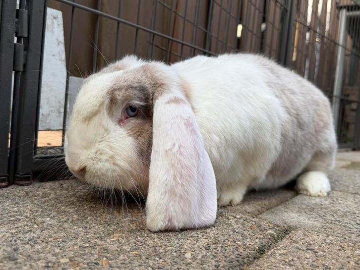 Volwassen Franse Hangoor voedsters *mogelijk drachtig*, Dieren en Toebehoren, Konijnen, Groot, Vrouwelijk, 0 tot 2 jaar, Hangoor