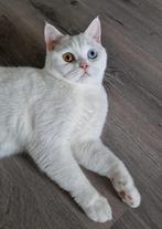 Britse korthaar poes, Dieren en Toebehoren, Katten en Kittens | Raskatten | Korthaar, Poes