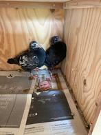 Postduiven, Scheerens Vangramberen, getijgerde postduiven, Meerdere dieren, Postduif