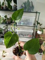 Epipremnum aureum, Huis en Inrichting, Kamerplanten, Ophalen of Verzenden, Overige soorten, Minder dan 100 cm