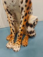 cheetah, Ophalen, Zo goed als nieuw, Dier