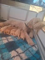 Labradoodle pups medium, Dieren en Toebehoren, Honden | Retrievers, Spaniëls en Waterhonden, Overige rassen, 8 tot 15 weken, Parvo