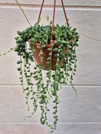 Senecio herreianus p12, Ophalen of Verzenden, Overige soorten, Minder dan 100 cm
