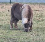 Lieve Shetlander merrie kleur isabel, Dieren en Toebehoren, Pony's, Merrie, A pony (tot 1.17m), Gechipt, 11 jaar of ouder