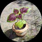 Mini Coleus siernetel in potje mooi kamerplantje🪴OPHALEN🪴, Ophalen, Overige soorten, Halfschaduw, In pot