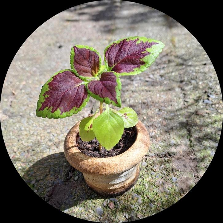 Mini Coleus siernetel in potje mooi kamerplantje🪴OPHALEN🪴, Huis en Inrichting, Kamerplanten, Overige soorten, Minder dan 100 cm