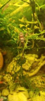 Jonge ancistrus borstelneus algeneters., Dieren en Toebehoren, Vis