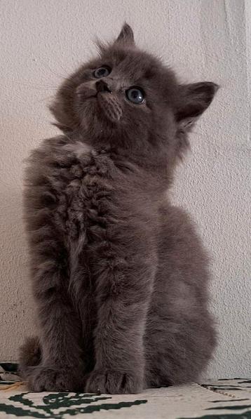 Prachtige solid ragdoll kitten uit geteste lijnen beschikbaar voor biedingen