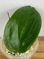Hoya Surigaoensis Stek #2, Ophalen of Verzenden, Overige soorten, Minder dan 100 cm