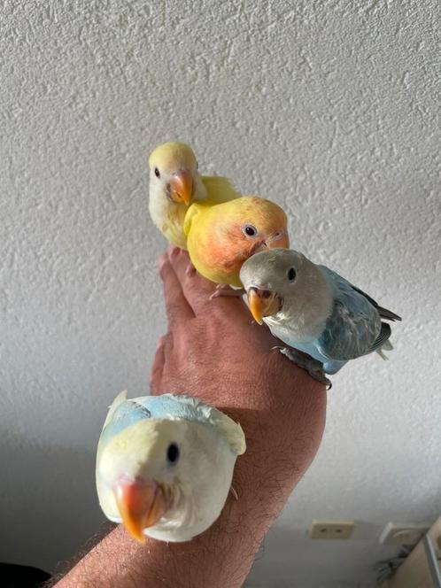 Prachtige Jonge Agapornis Dwergpapegaai Eventueel met kooi, Dieren en Toebehoren, Vogels | Parkieten en Papegaaien, Dwergpapegaai of Agapornis
