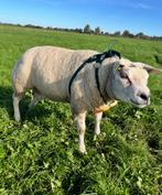 Texelaar dekram. Zwoegervrij, Dieren en Toebehoren, Schapen, Geiten en Varkens, Mannelijk, Schaap