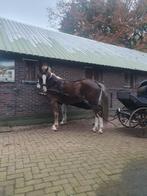 Verzorgpaarden  verzorgpaard  stalhulp lees advertentie, Ophalen of Verzenden, Nieuw