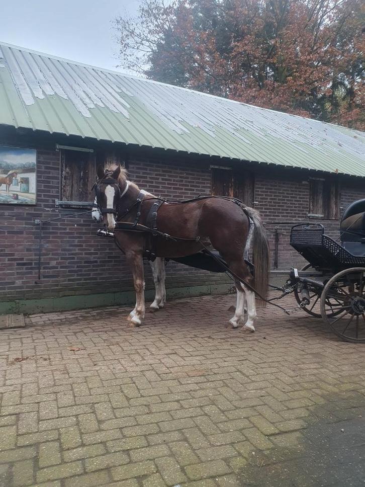 Verzorgpaarden  verzorgpaard  stalhulp lees advertentie, Dieren en Toebehoren, Paarden en Pony's | Verzorgingsproducten, Nieuw