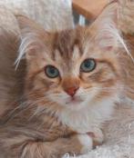 ragdoll kittens, poesje en katertje met st.boom, Dieren en Toebehoren, Katten en Kittens | Raskatten | Langhaar, Meerdere dieren