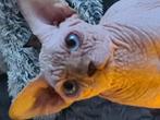 Sphynx kater cream point, Kater, Met stamboom, 0 tot 2 jaar