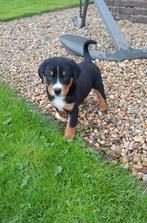 Appenzeller pups, Dieren en Toebehoren, Reu, CDV (hondenziekte), 8 tot 15 weken, Meerdere