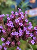 Bio Stijve ijzerhard. Vlinderplant!!, Zomer, Vaste plant, Overige soorten, Ophalen