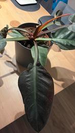 Philodendron in plastic binnenpot, Huis en Inrichting, Ophalen, Halfschaduw, Minder dan 100 cm
