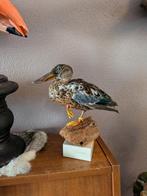 Slobeend taxidermie, Ophalen of Verzenden, Nieuw, Opgezet dier
