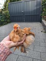 Cochin kriel Haantjes, Dieren en Toebehoren, Pluimvee, Mannelijk, Kip