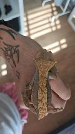 Wimpergekko vrouw, Dieren en Toebehoren, Reptielen en Amfibieën, Hagedis, 3 tot 6 jaar