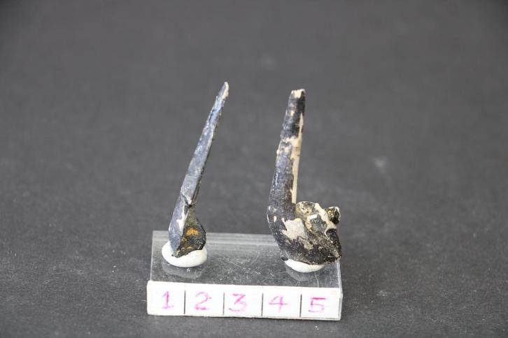 Enchodus Boven-Krijt, Verzamelen, Mineralen en Fossielen, Fossiel, Ophalen of Verzenden