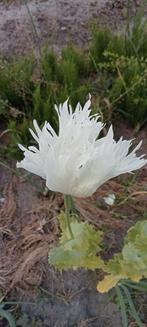 Papaver somniferum Indian Raja White zaden, Tuin en Terras, Bloembollen en Zaden, Ophalen of Verzenden, Voorjaar, Volle zon, Zaad