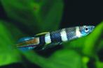 Hobbyaquarium Epiplatys Annulatus / ringbandsnoekje, Vis, Zoetwatervis
