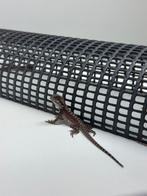 Baardagaam. Full red monsters, Amfibie, 0 tot 2 jaar