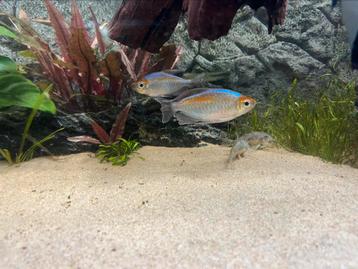 Kongozalm 2x aquariumvissen beschikbaar voor biedingen
