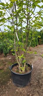 Magnolia meerstammige struik, Tuin en Terras, Ophalen, Volle zon, Overige soorten