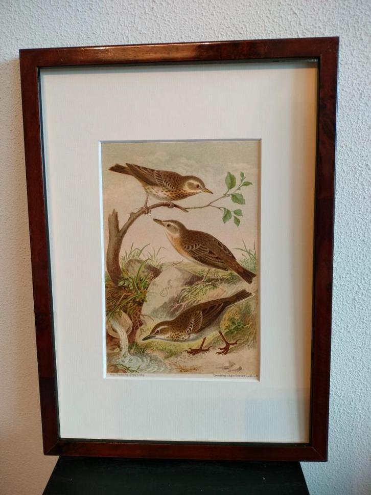 Chromolitho Litho A. Haase Praag Vogels Vogel Birds 1888, Antiek en Kunst, Kunst | Litho's en Zeefdrukken, Ophalen of Verzenden