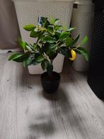 Citroen boompje , nep, Huis en Inrichting, Ophalen, Halfschaduw, Minder dan 100 cm