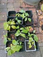 Pawpaw Zaailingen - 1 Jaar Oud, Ophalen of Verzenden, Lente, Fruitplanten, Halfschaduw