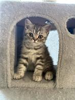Brits Korthaar Kittens mogen nu weg, Dieren en Toebehoren, Kater