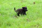 labrador pups / border colli pups (kruising), 8 tot 15 weken, Labrador retriever, Meerdere, Meerdere dieren