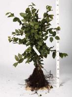 Carpinus Betulus haag beuk, Tuin en Terras, Planten | Bomen, Volle zon, 100 tot 250 cm, Zomer, Overige soorten