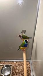 Mooi koppeltje gouldamadines, Dieren en Toebehoren, Vogels | Overige Vogels, Meerdere dieren, Tropenvogel, Geringd