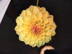 Gele ball dahlia waarschijnlijk golden torch, Ophalen of Verzenden, Volle zon, Knol
