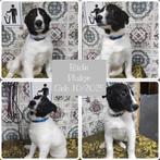 Pups zoeken een thuis, asielhondje, Particulier, 15 weken tot 1 jaar, Overige rassen, Buitenland