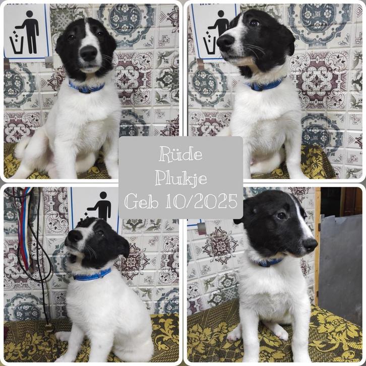 Pups zoeken een thuis, asielhondje, Dieren en Toebehoren, Honden | Chihuahua's en Gezelschapshonden, Teef, Overige rassen, Particulier